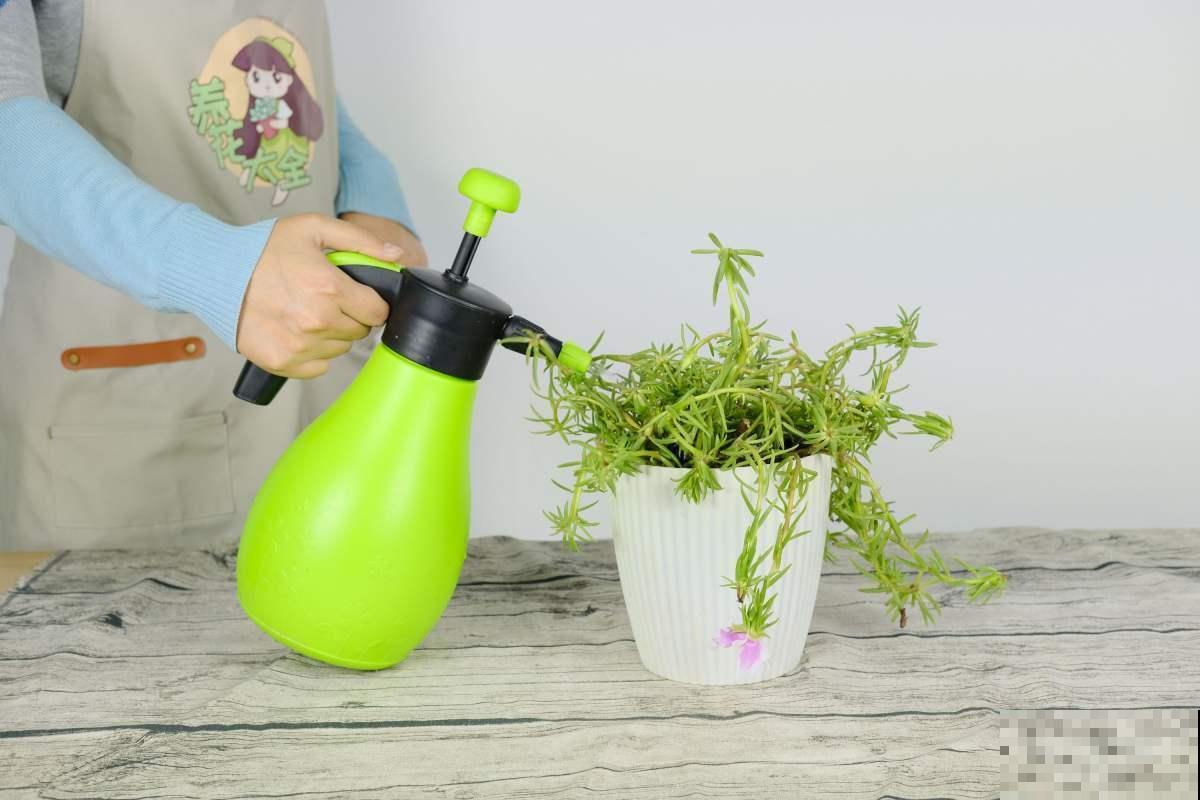 3种“四季花”，养起来简单还好看，让家里四季如春