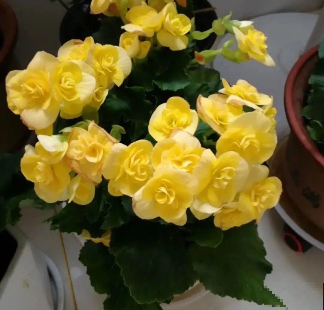 现在给花剪一刀,剪成一个“小平头”,呼呼冒芽爆盆 现在给花剪一刀,剪成一个“小平头”,呼呼冒芽爆盆