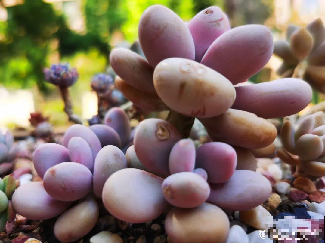 4种色系多肉,每一款都超有品位,你喜欢哪种? 4种色系多肉,每一款都超有品位,你喜欢哪种?