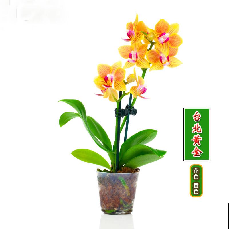 蝴蝶兰长势不旺？正确的浇水方法，你了解吗？