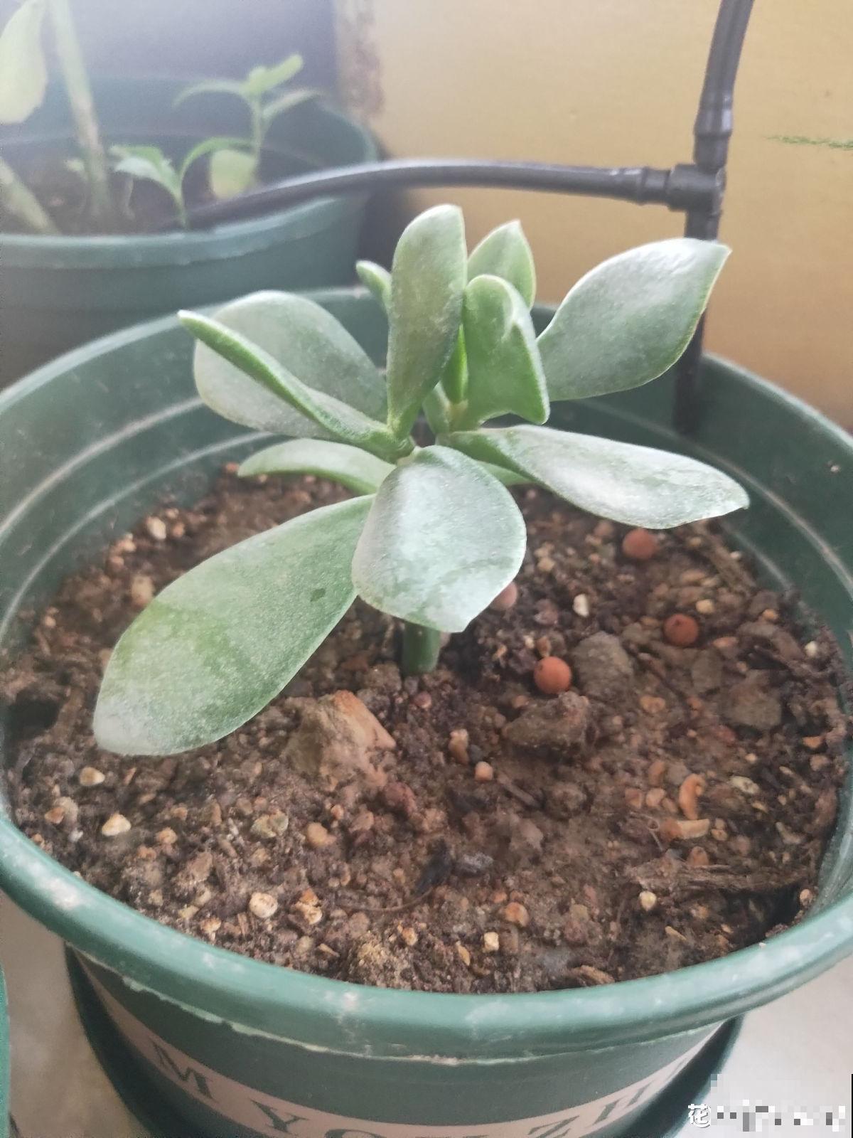 需要“穷养”的3种花，盆越小，水越少，长得越壮实