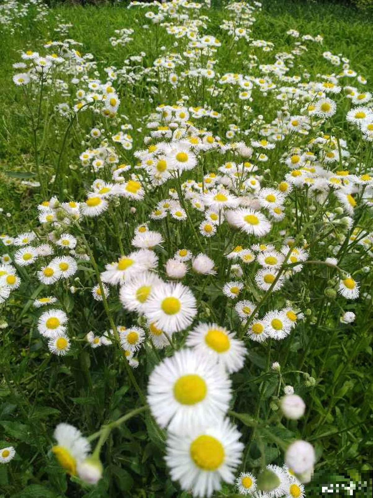 4种生物入侵植物，还是别养了，泛滥了容易惹麻烦