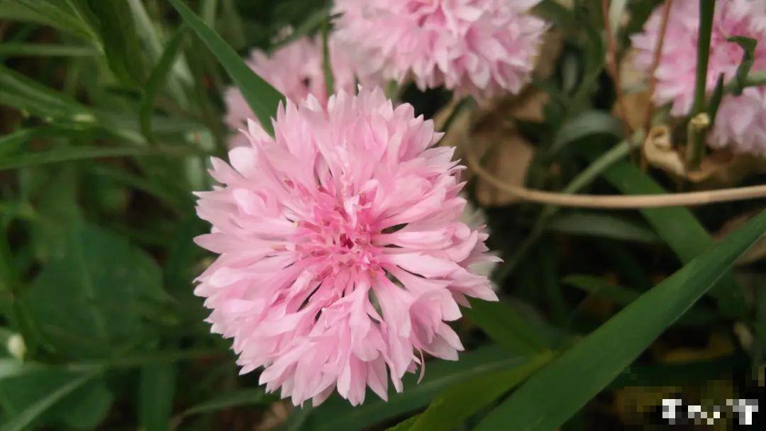 播种时间到,立秋后撒下去,冬春就开花 播种时间到,立秋后撒下去,冬春就开花