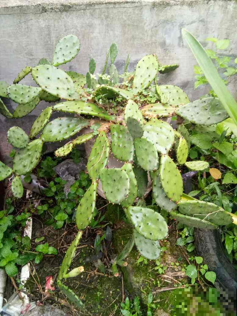 不怕渴的3种花，一个月浇一次水，也能正常生长