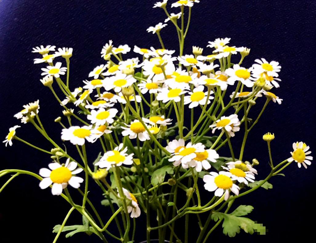 洋甘菊也能做花束?一捧洋甘菊,送给适合的TA 洋甘菊也能做花束?一捧洋甘菊,送给适合的TA