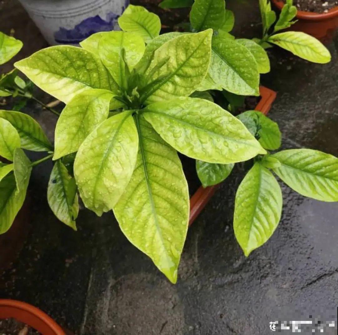 给花喂点小药片,植物开花多,越长越壮 给花喂点小药片,植物开花多,越长越壮