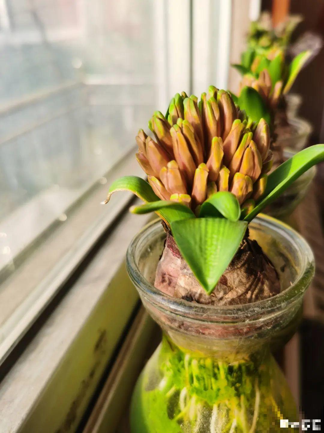 土里种个“洋葱球”,开出美艳花,香味飘满屋 土里种个“洋葱球”,开出美艳花,香味飘满屋