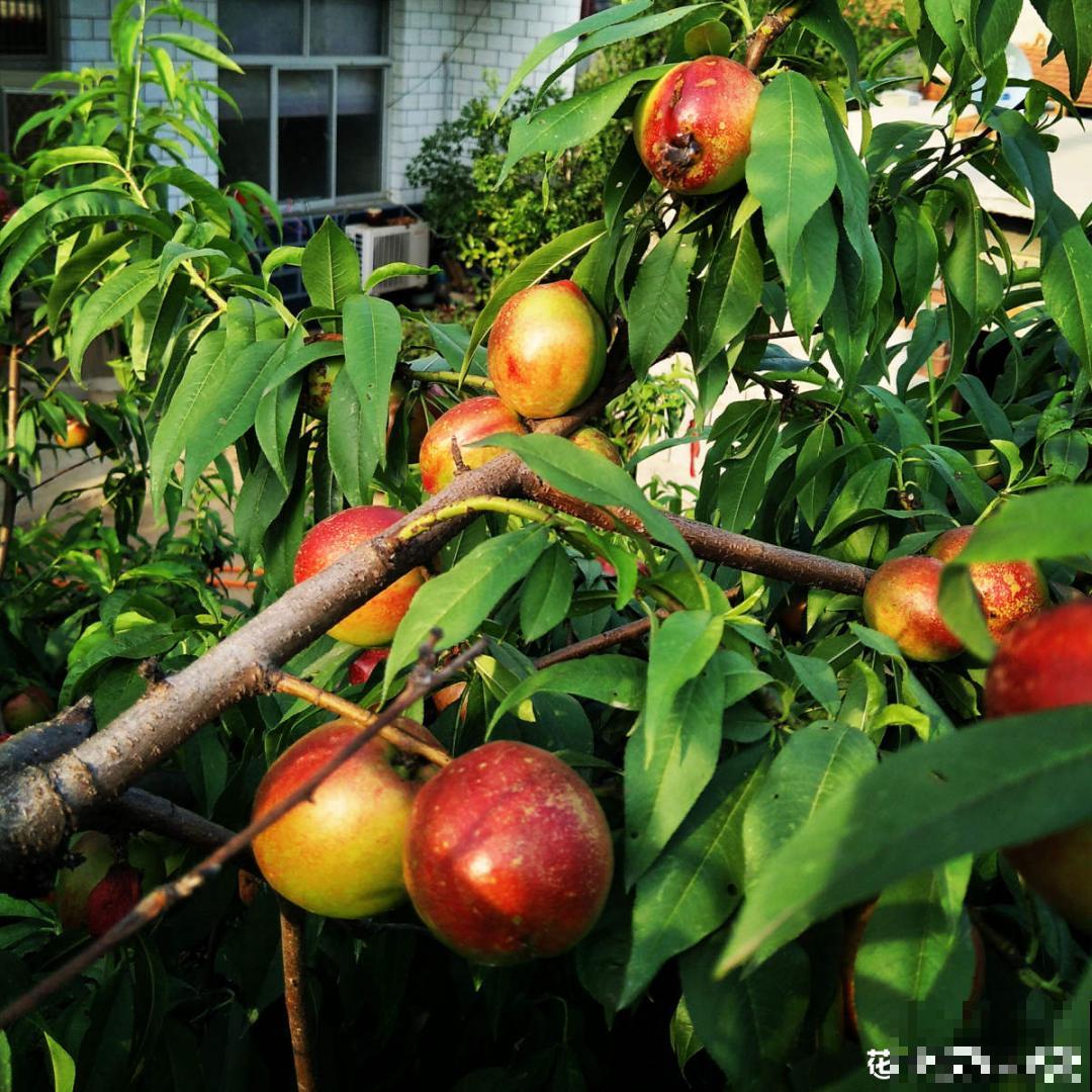 植物搬出门，痛快淋场雨，植物越来越旺