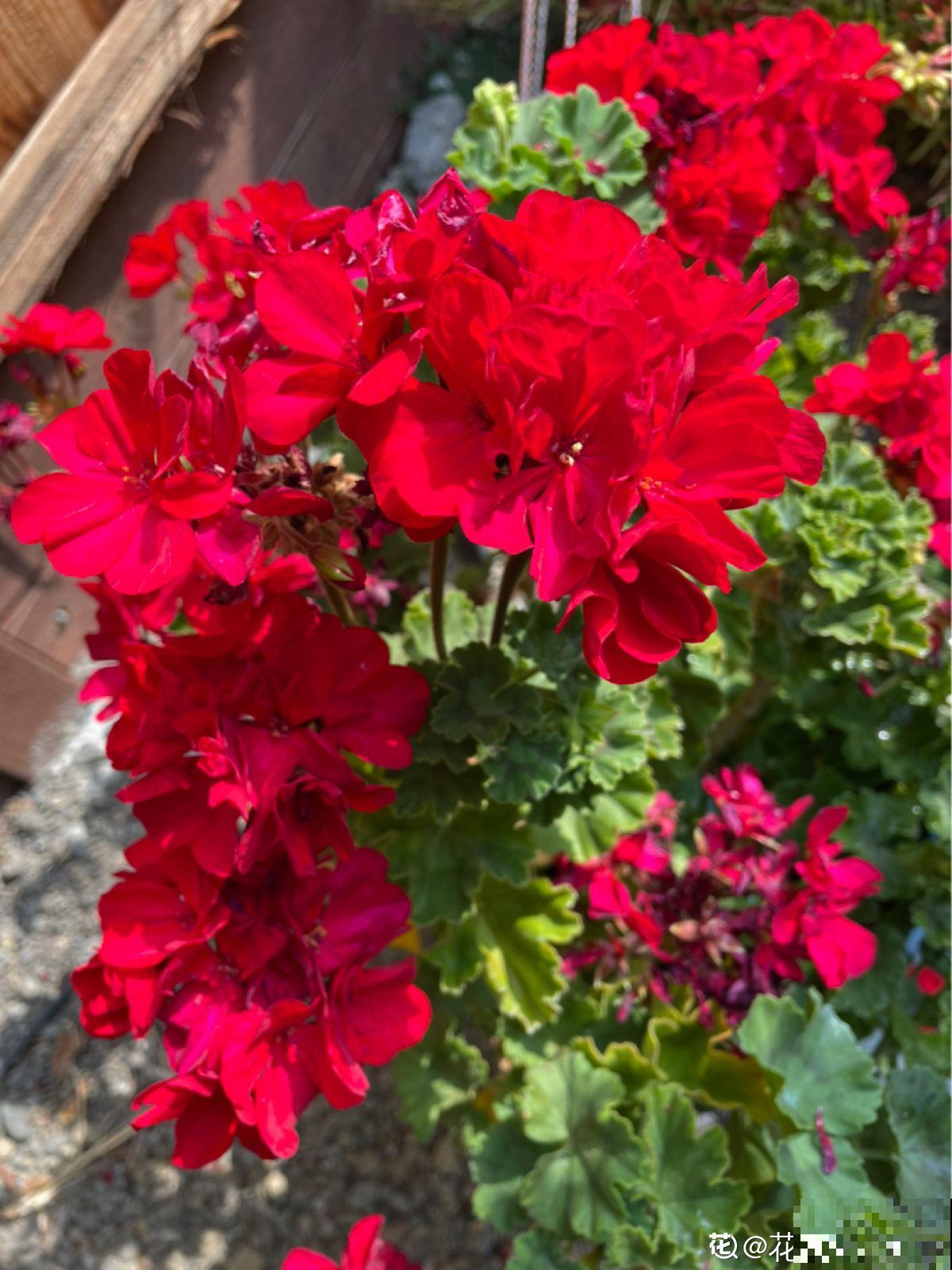 完美“蜕变”的4种花，名字太难听，开花美翻天