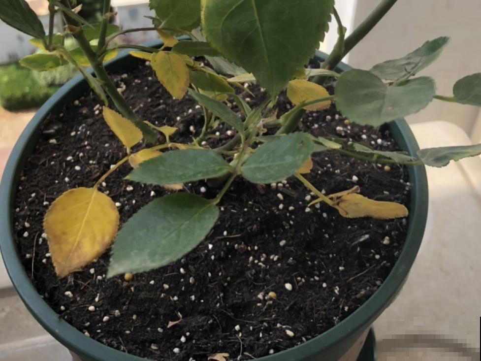 月季的8大黄叶原因，学会后巧避免，植株长得越来越好