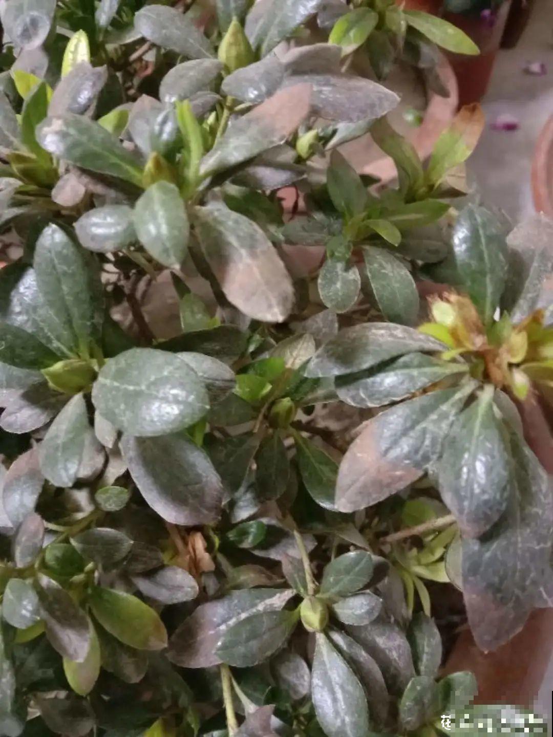 夏天养杜鹃，真是够难的，要注意6个要点