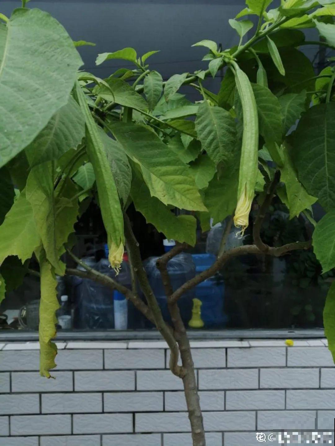 路边的有毒果，被老人捡回家吃，真吓人