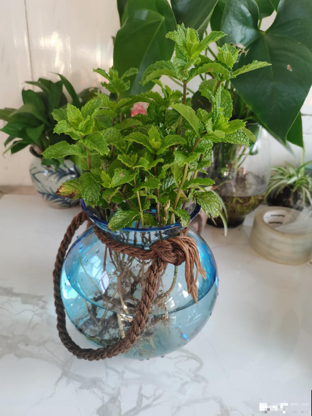 10种花，一天不见水就萎缩，狂补水就对了！