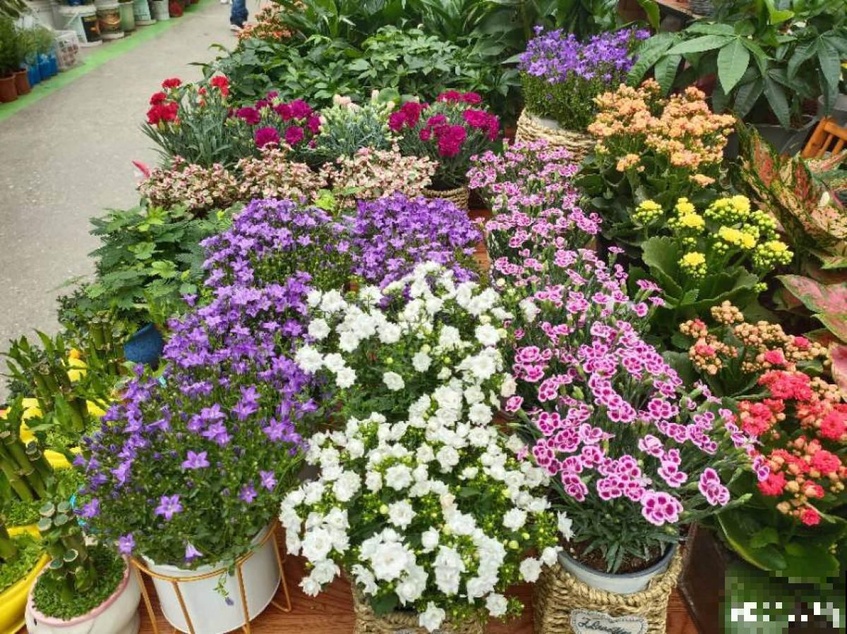 养花8年,总结出6个“坑”,早看早避开 养花8年,总结出6个“坑”,早看早避开