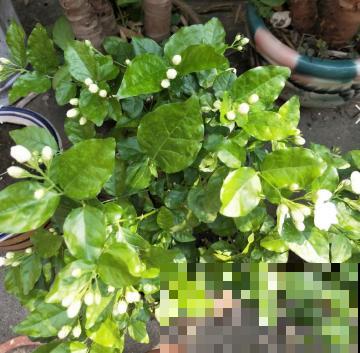 5种花夏天不用遮阴，越晒开花越带劲，满盆都是花