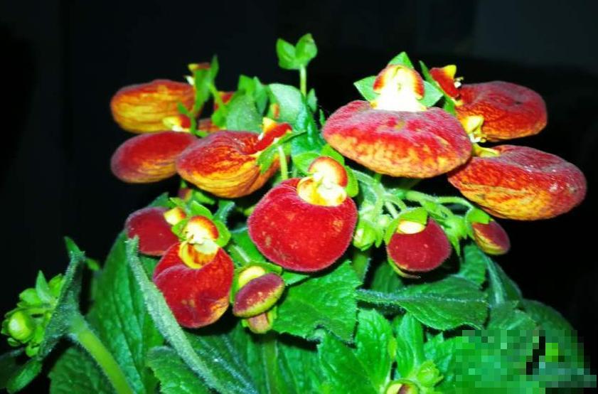 播种时间到,立秋后撒下去,冬春就开花 播种时间到,立秋后撒下去,冬春就开花