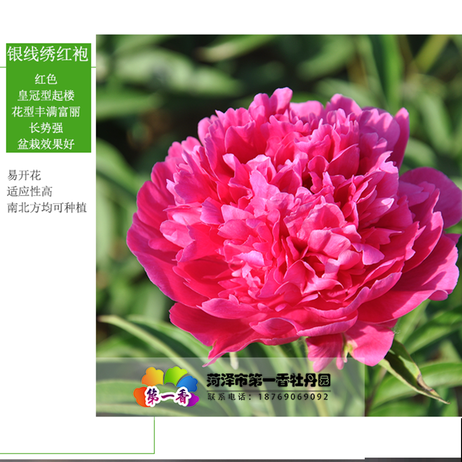 4种北方植物，养养就爆盆，在南方反而不易养好