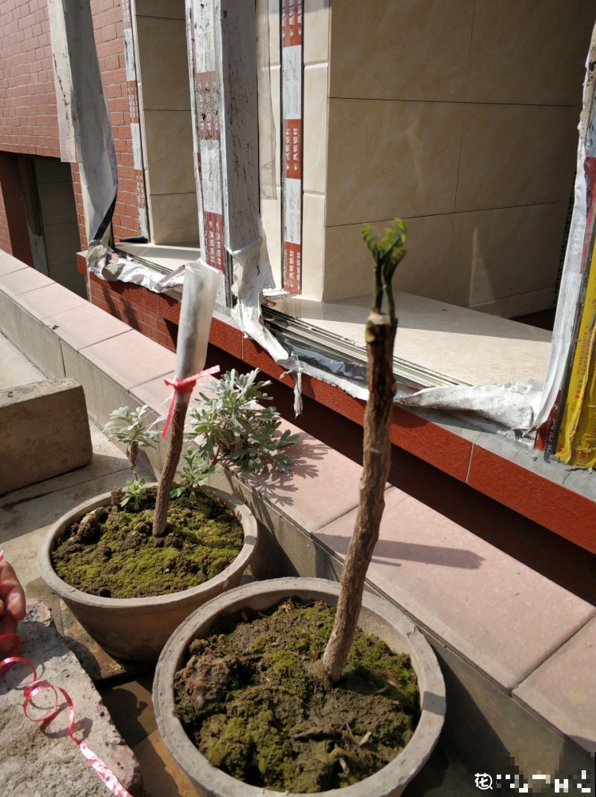 南方常见的黄皮果，妥妥的“黄水晶”，咬一口直流口水