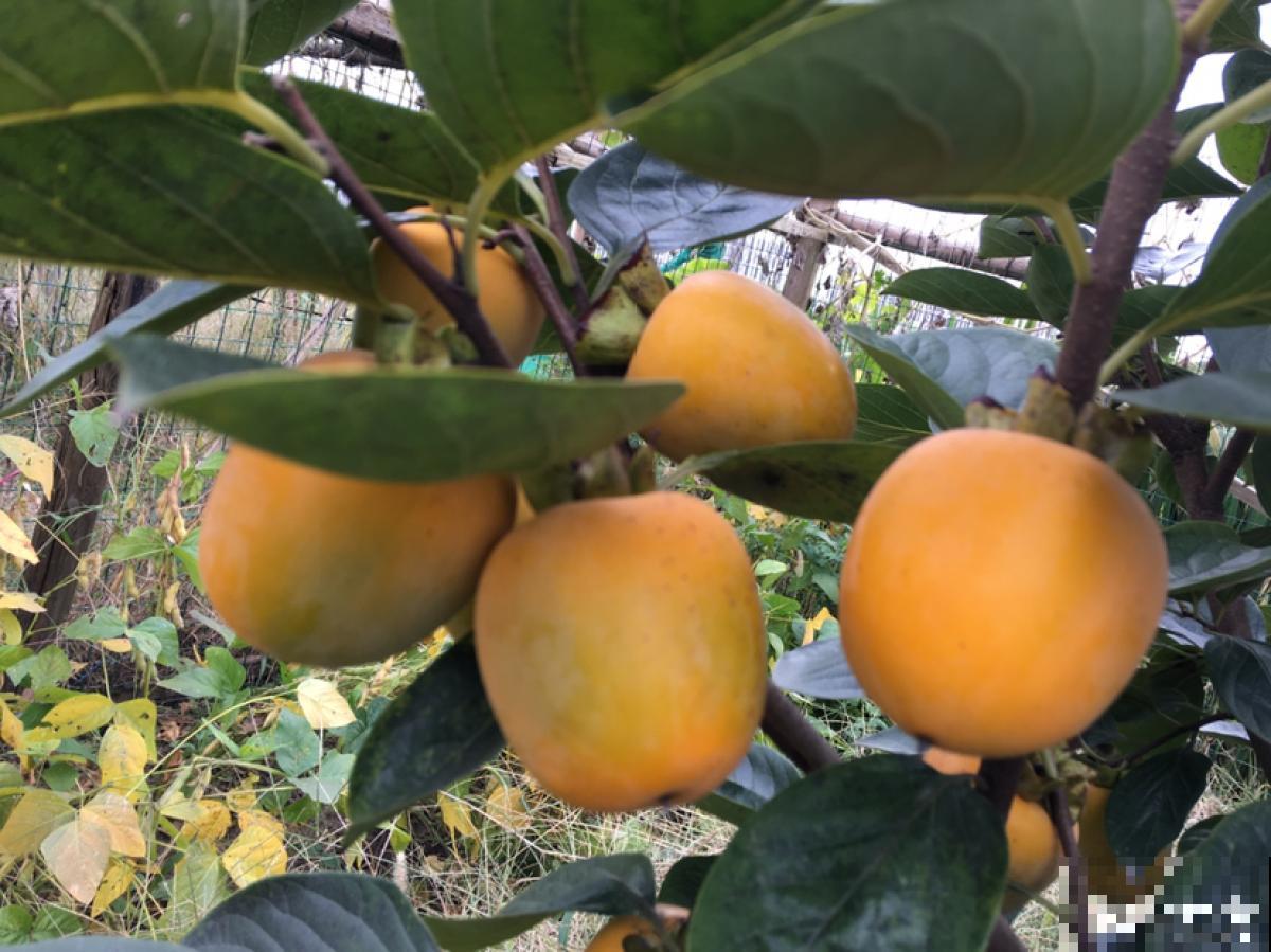 只赏花没意思?这3种果树最适合家中养殖,赏花吃果好运来 只赏花没意思?这3种果树最适合家中养殖,赏花吃果好运来