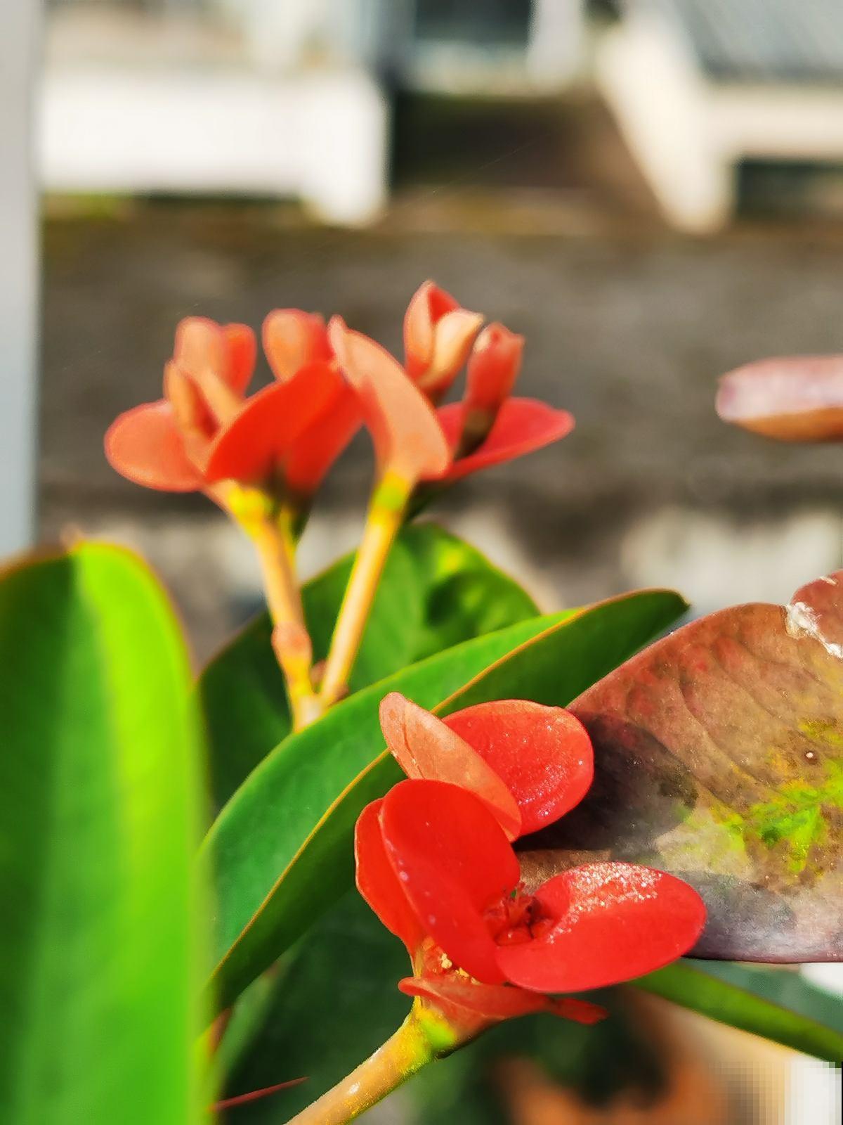 5种花夏天不用遮阴，越晒开花越带劲，满盆都是花
