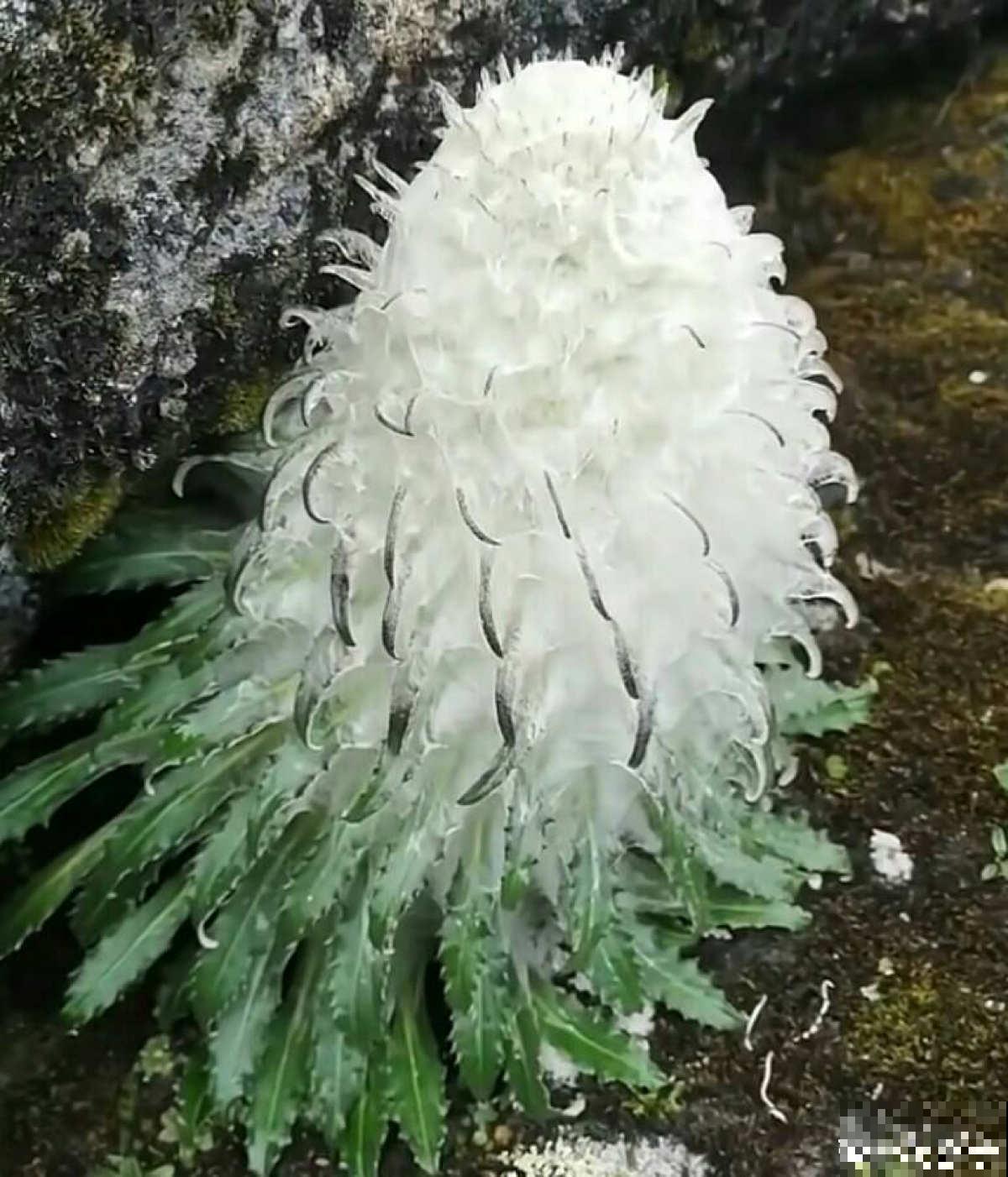 4种花喜欢恶劣环境，环境越差，长势反而更旺