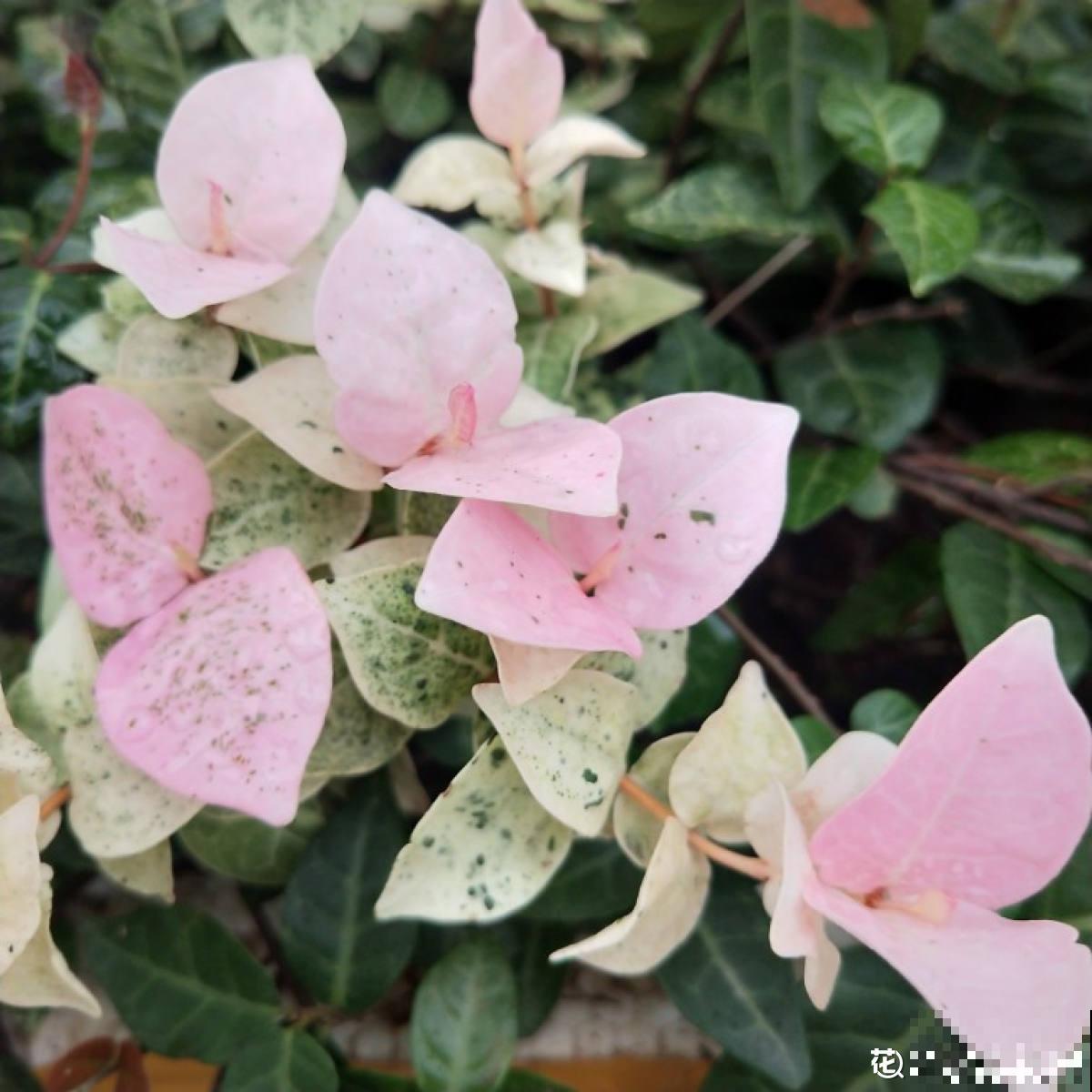 别养绿萝了,这6种彩叶花,家里没光也能养,颜值超高 别养绿萝了,这6种彩叶花,家里没光也能养,颜值超高