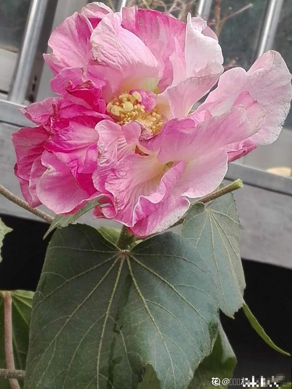 1种花天生会“变脸”,开放时是红色,衰败变白色,见的人真不多 1种花天生会“变脸”,开放时是红色,衰败变白色,见的人真不多