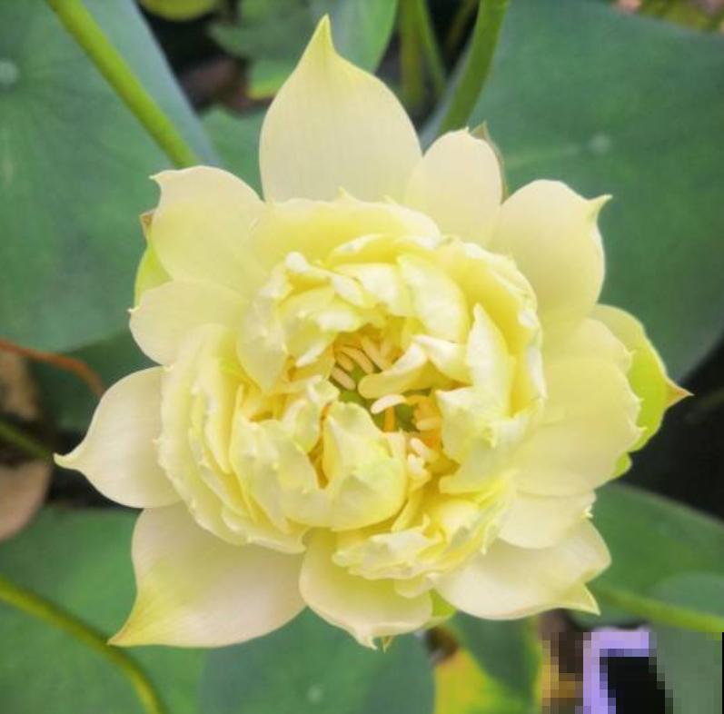 养花入了这仨“坑”,感觉越来越“穷”,你入了哪个坑? 养花入了这仨“坑”,感觉越来越“穷”,你入了哪个坑?