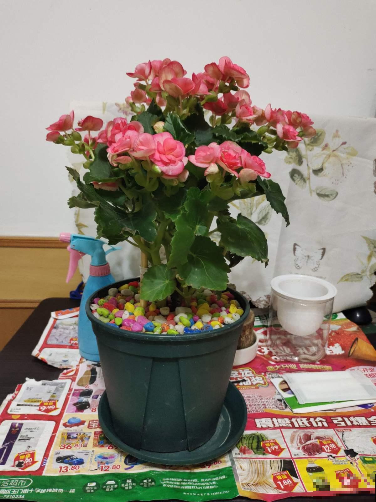 好看就能养活？5种好看但难养的花，小白难养活