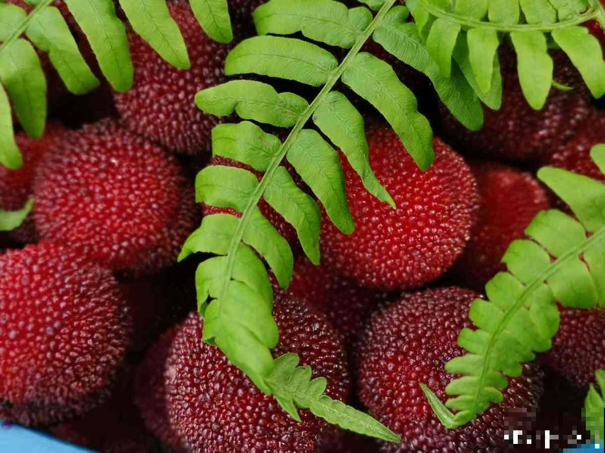 水果总洗不干净，试试这4个妙招，水果洗得安全放心