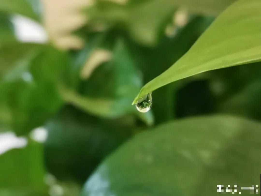 绿萝叶子“吐”水珠，恭喜你，养出了最佳状态