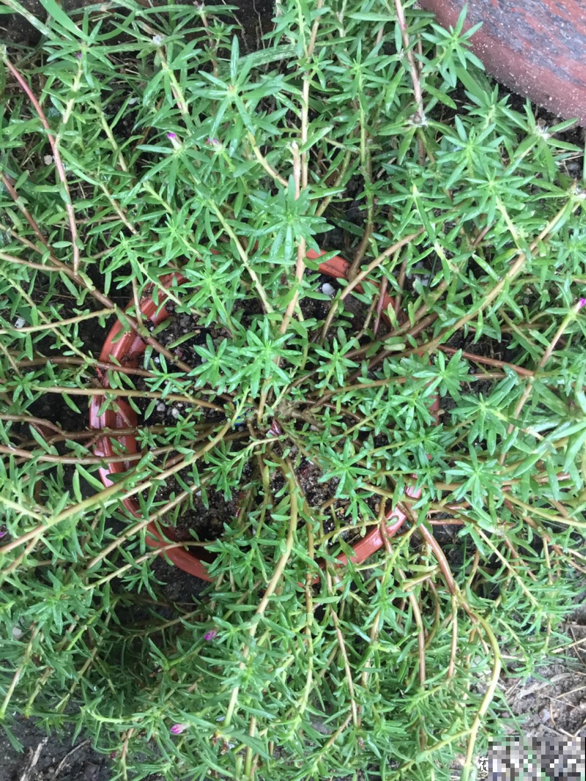 童年常见的20种花，城里很难见到，你认识几种