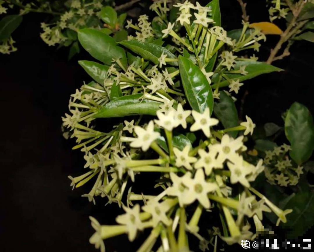 活的“香水花”,夏天一直开,满院子都是花香 活的“香水花”,夏天一直开,满院子都是花香