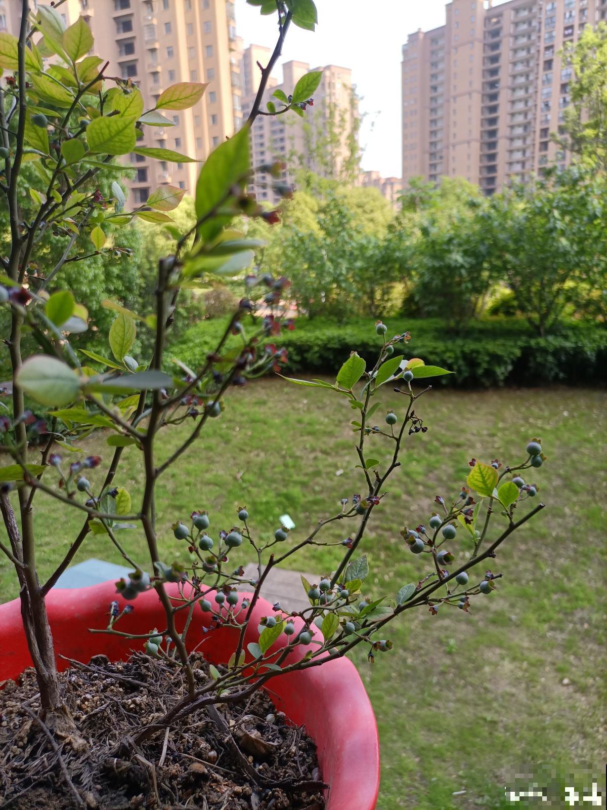 告别超市蓝莓，种一棵盆栽蓝莓，在家也能免费吃