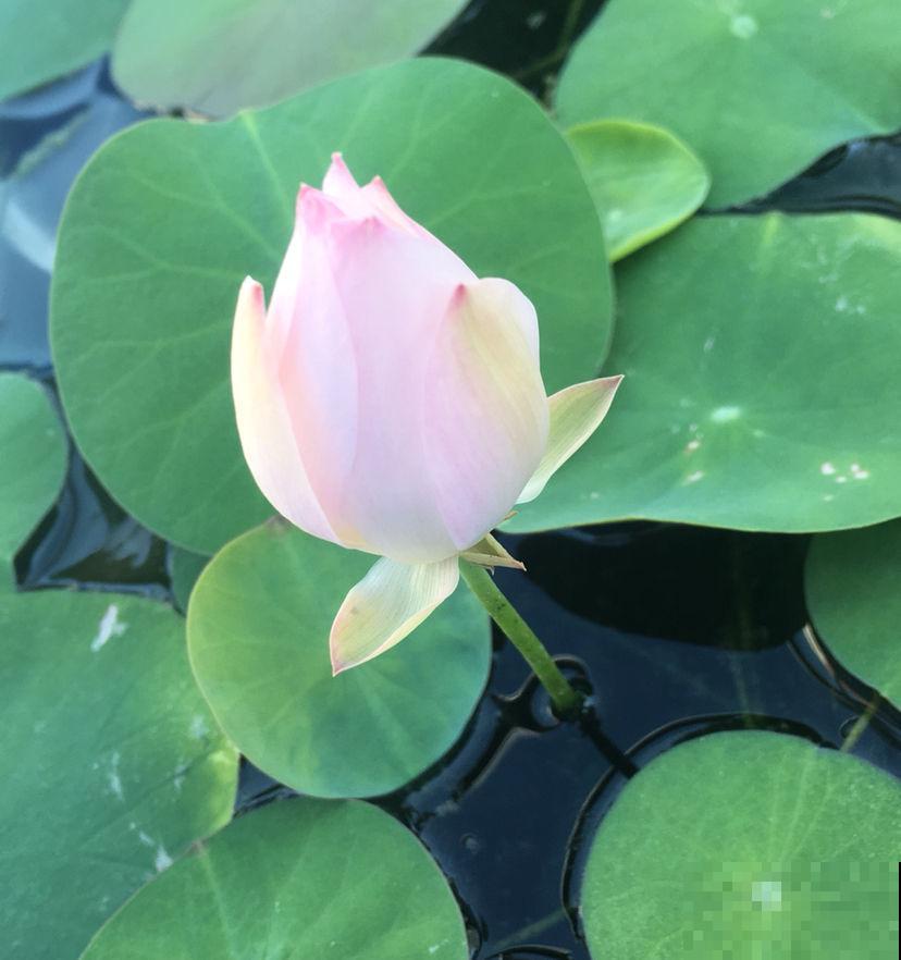 碗莲为什么不开花?基本是这4个原因,都进来看看吧! 碗莲为什么不开花?基本是这4个原因,都进来看看吧!