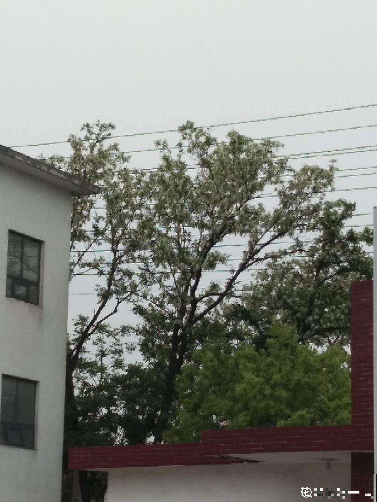 槐树好处多，但是很少有人种院里，究竟为啥？