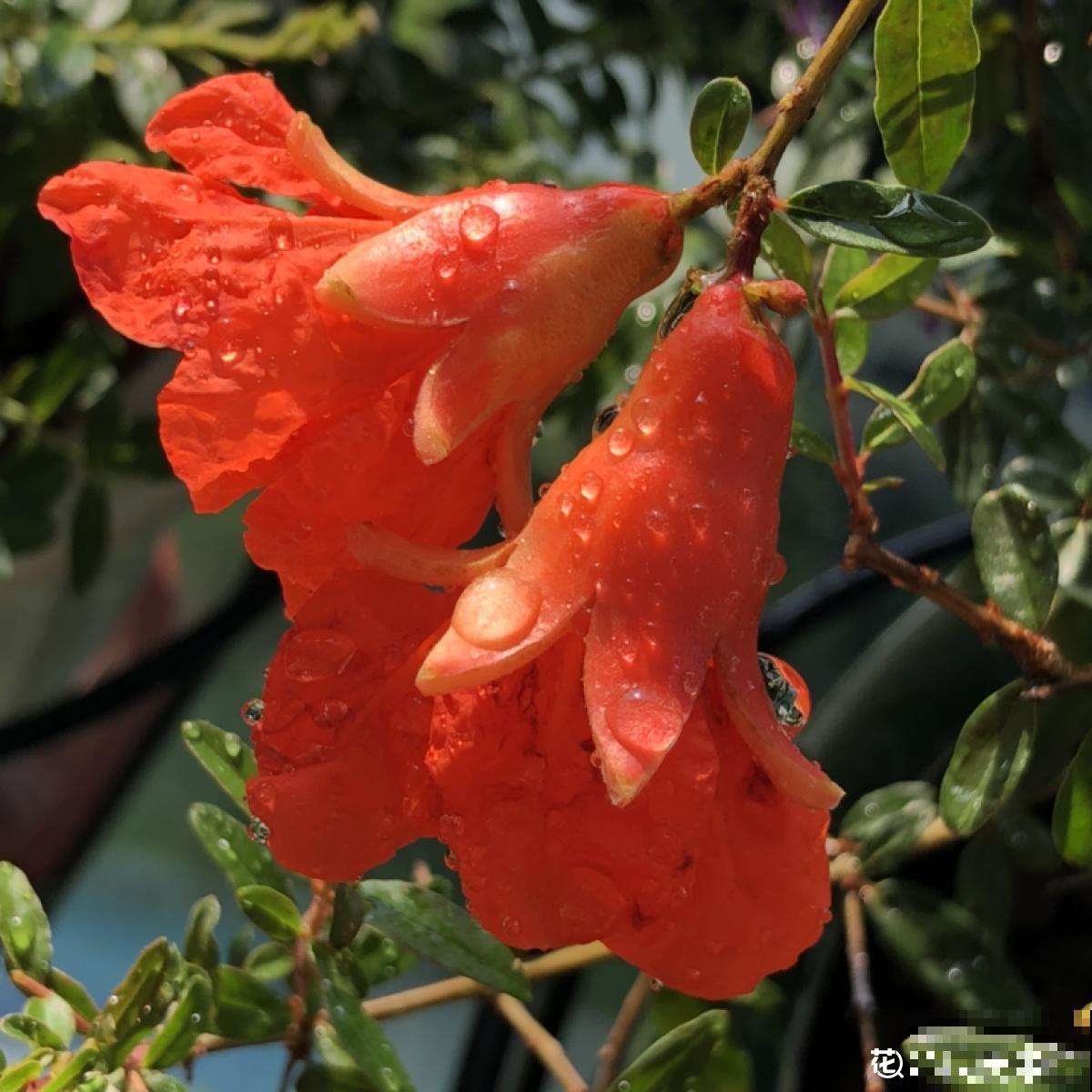 家有庭院,养好石榴盆栽,好运自然来 家有庭院,养好石榴盆栽,好运自然来