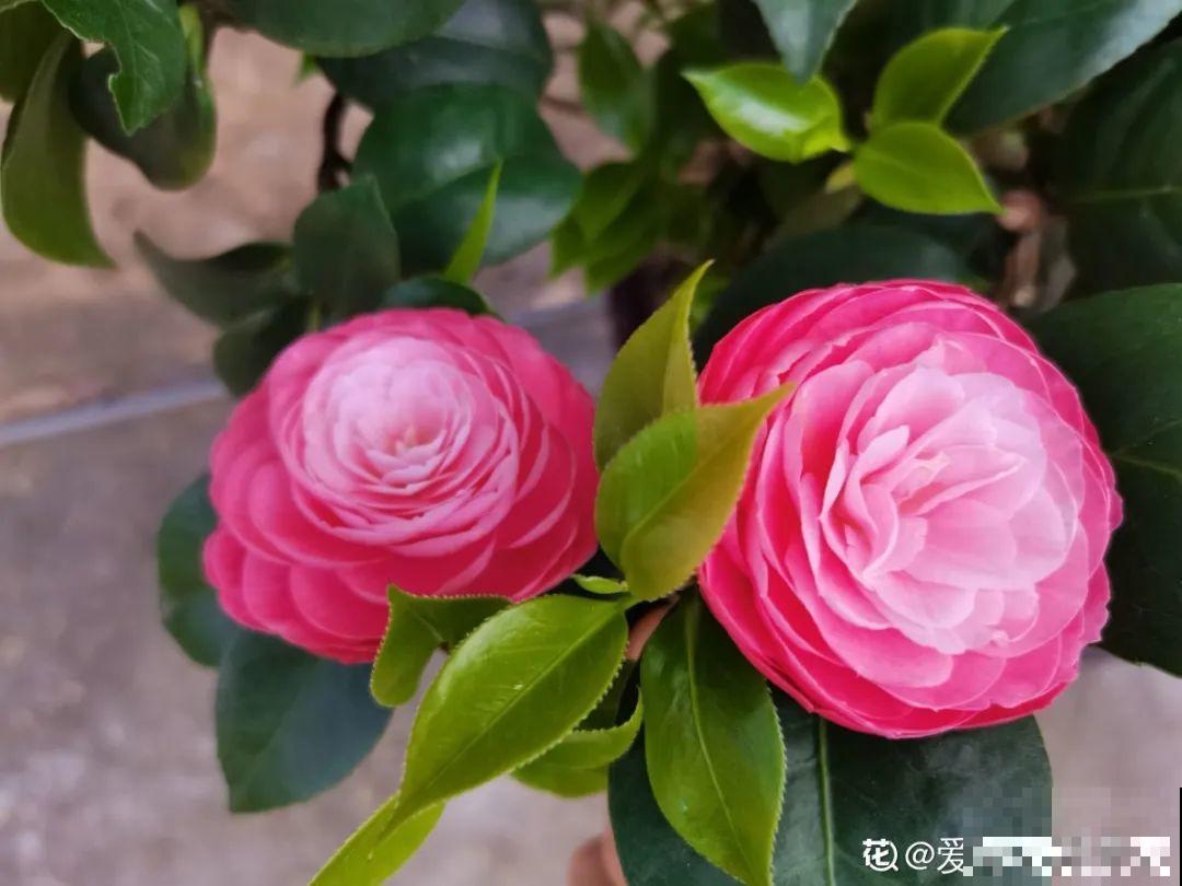 9种花，天热也要施肥，否则活不长，越养越差劲