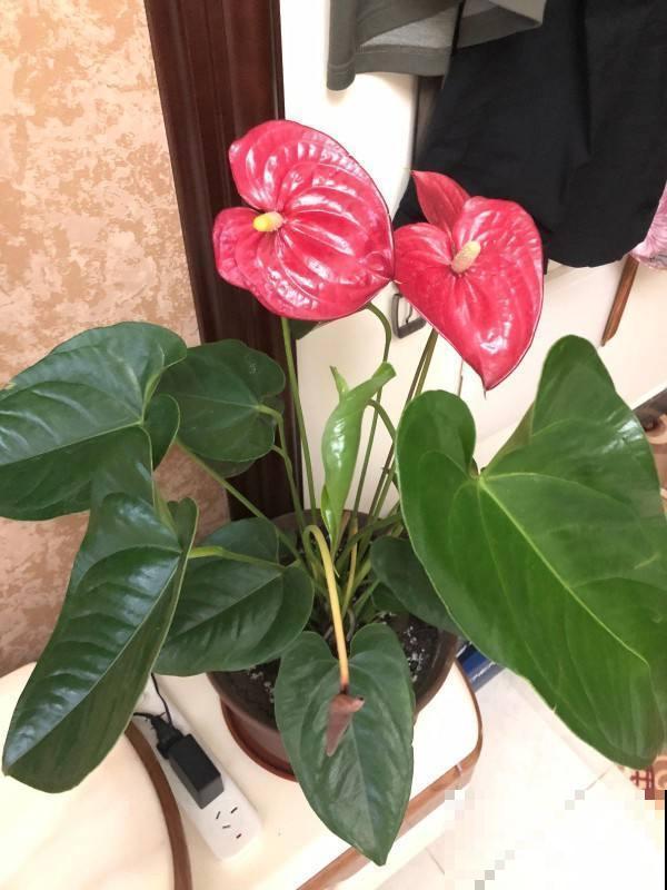 100种常见花,今天终于知道叫什么名了,建议收藏 100种常见花,今天终于知道叫什么名了,建议收藏