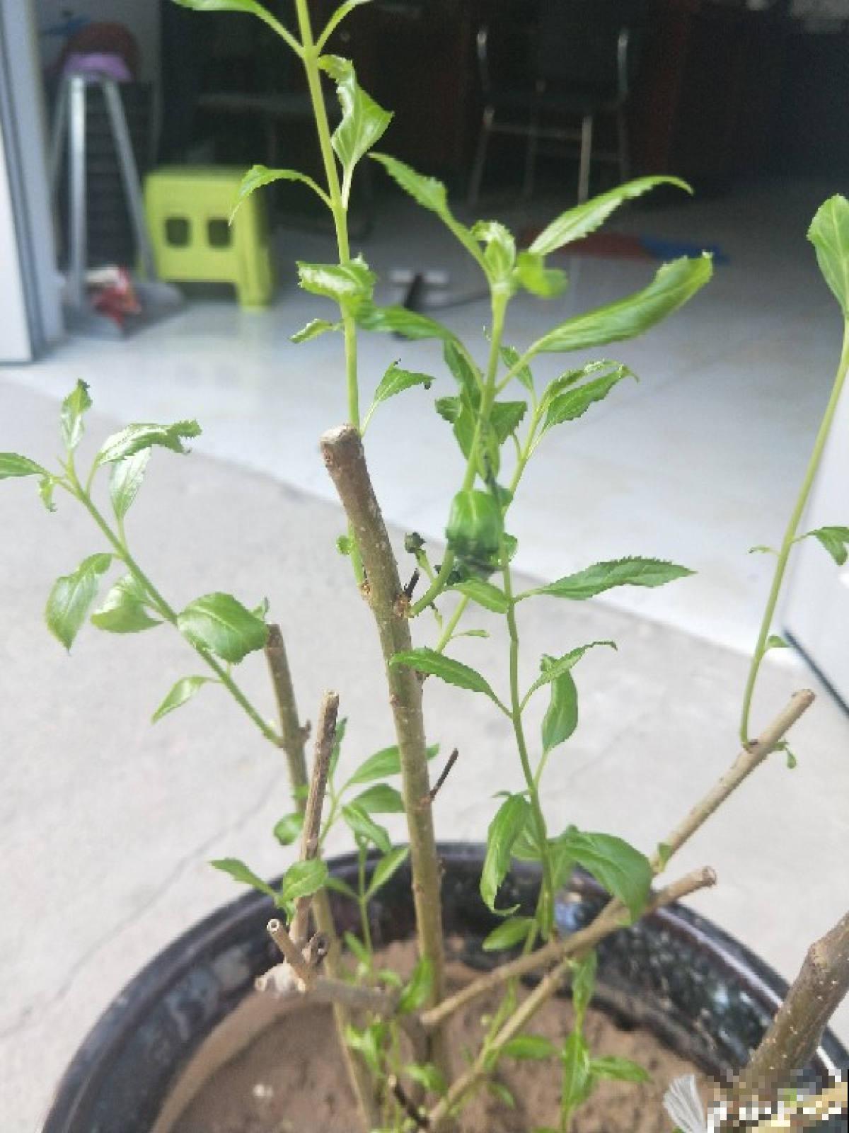 5个步骤，还你一盆樱桃盆栽，果实红得像宝石