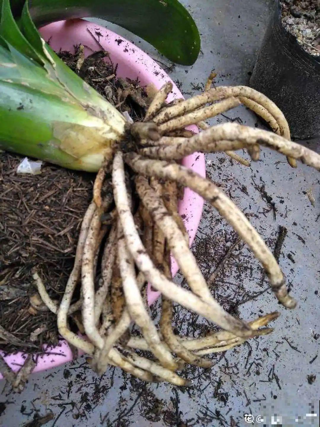 8种花夏天不能买,买回来就死,白浪费钱 8种花夏天不能买,买回来就死,白浪费钱