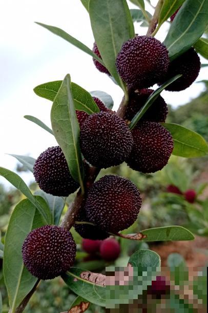 杨梅难清洗，只需6个方法，吃到干净杨梅