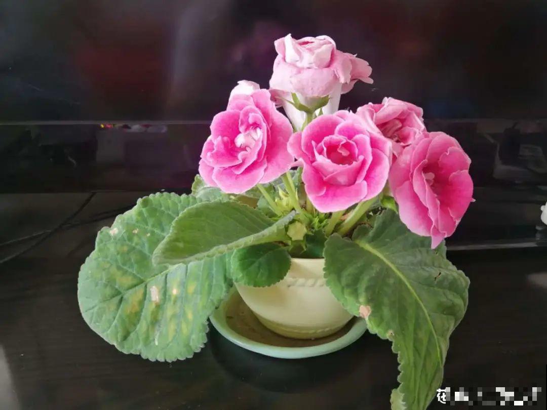 9种花最怕下雨天，一淋雨就死，太心疼了