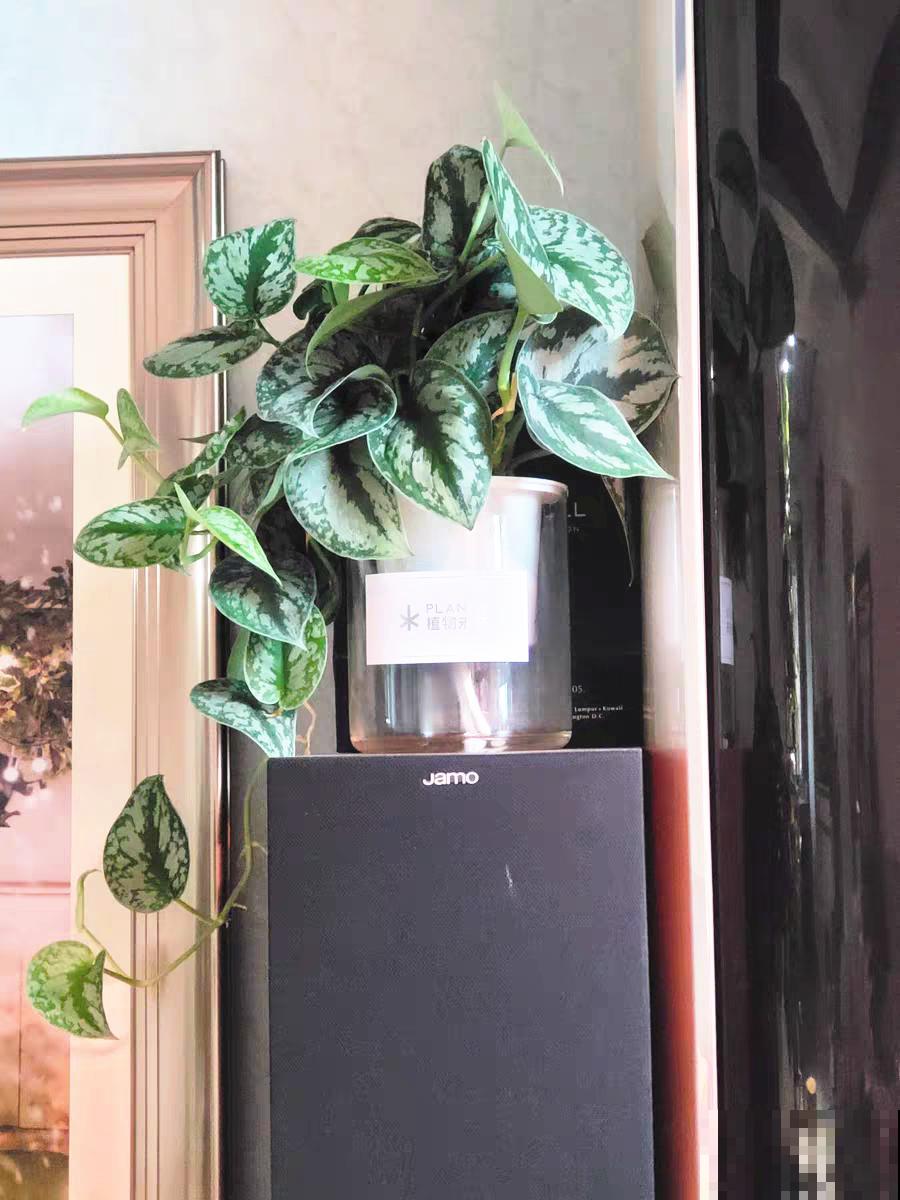 10种花,看着贵气有格调,实际价格很便宜 10种花,看着贵气有格调,实际价格很便宜