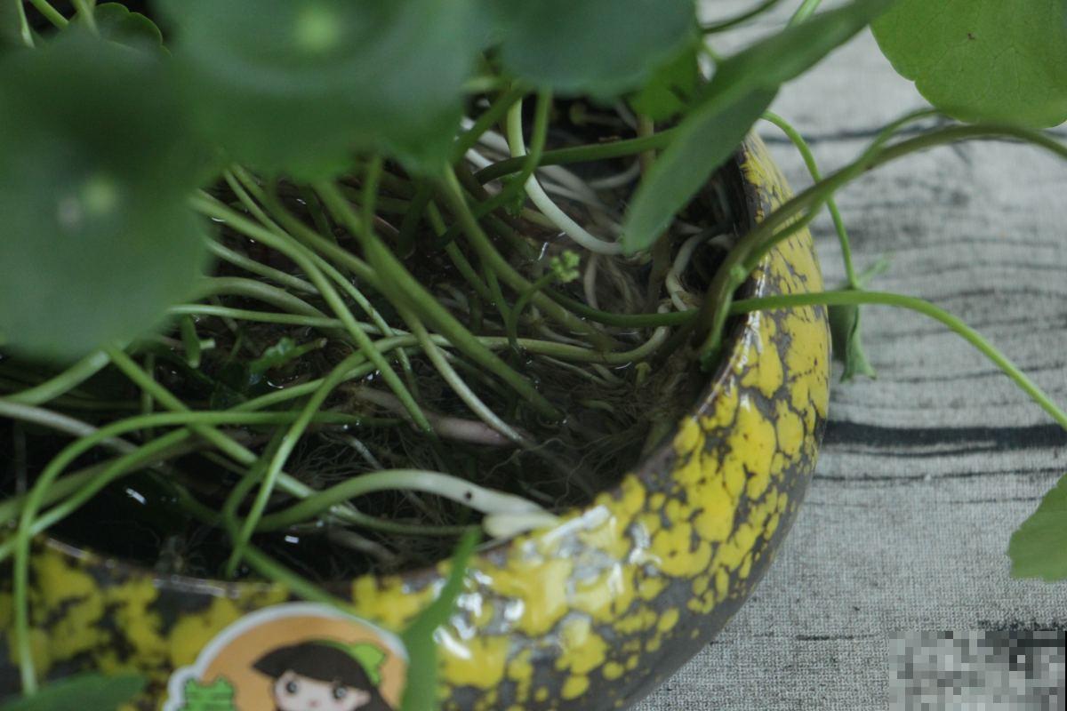 铜钱草喜水,水培铜钱草却不如土培,为啥? 铜钱草喜水,水培铜钱草却不如土培,为啥?