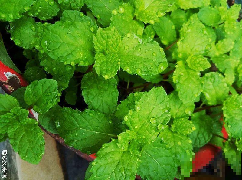 10种花，一天不见水就萎缩，狂补水就对了！