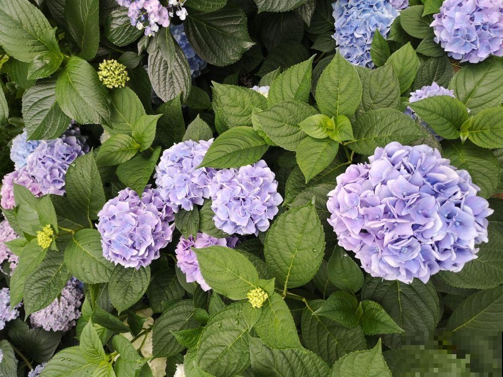 家里的花都夏眠，种这3种花，照样满盆开花