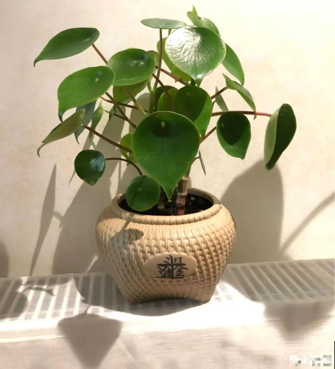 10种花,看着贵气有格调,实际价格很便宜 10种花,看着贵气有格调,实际价格很便宜