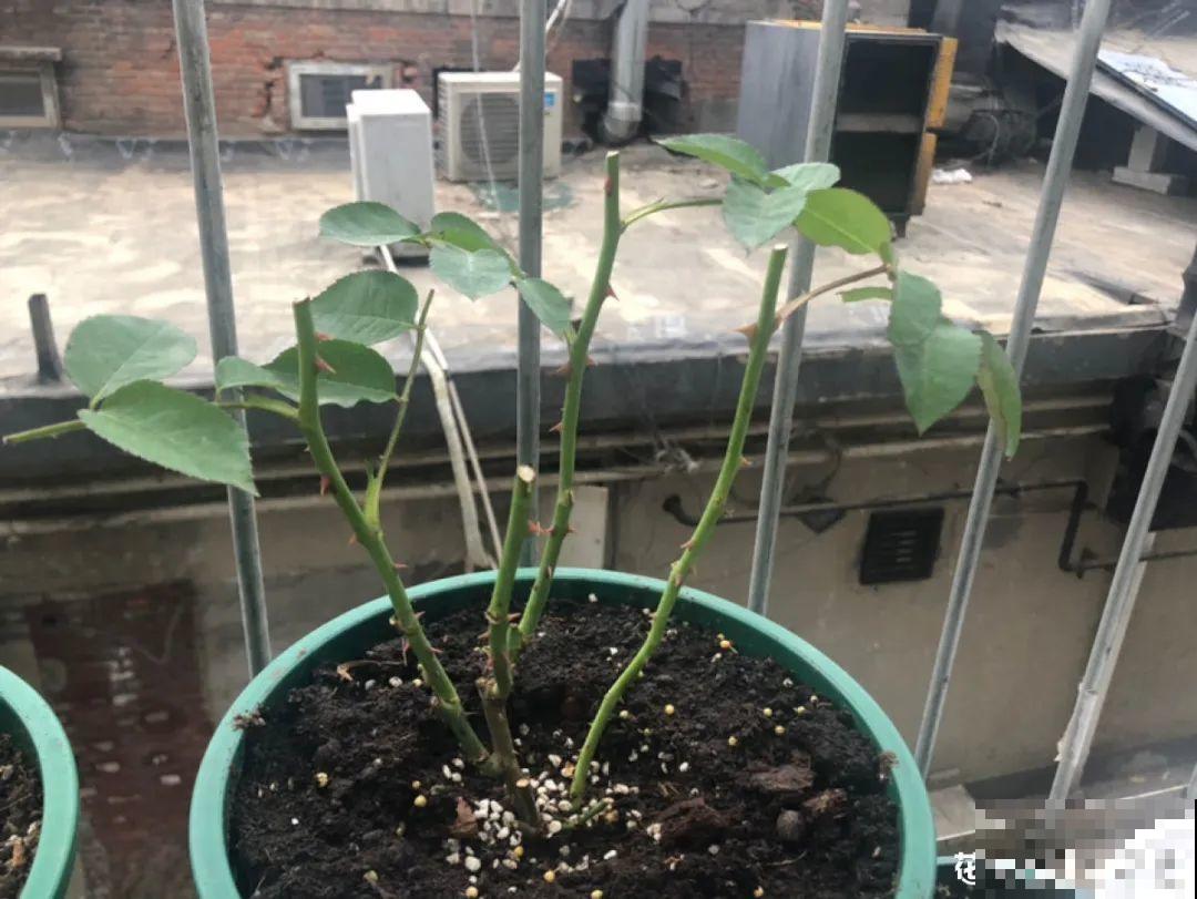 9种花,天热会“假死”,千万别丢了,秋天就苏醒 9种花,天热会“假死”,千万别丢了,秋天就苏醒