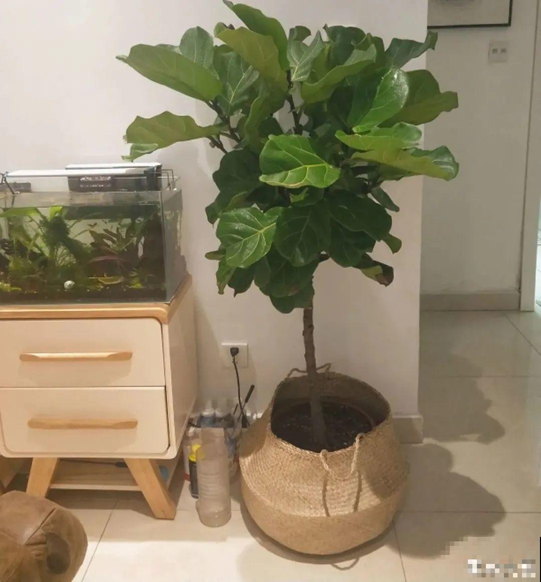 大叶子耐阴花，室内一定养，叶子比脸大，真凉快